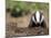 Badger Cub, Meles Meles, Captive, United Kingdom-Steve & Ann Toon-Mounted Photographic Print