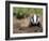 Badger Cub, Meles Meles, Captive, United Kingdom-Steve & Ann Toon-Framed Photographic Print