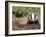 Badger Cub, Meles Meles, Captive, United Kingdom-Steve & Ann Toon-Framed Photographic Print