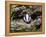 Badger Cub, Meles Meles, Captive, United Kingdom-Steve & Ann Toon-Framed Premier Image Canvas