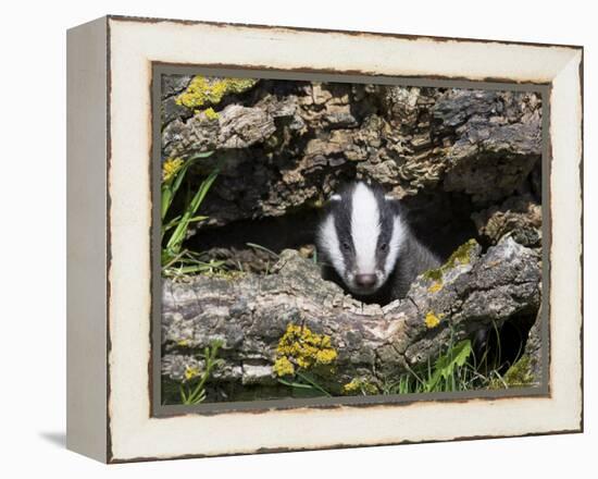 Badger Cub, Meles Meles, Captive, United Kingdom-Steve & Ann Toon-Framed Premier Image Canvas