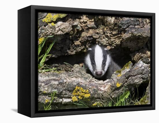 Badger Cub, Meles Meles, Captive, United Kingdom-Steve & Ann Toon-Framed Premier Image Canvas