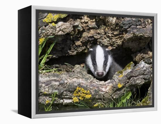 Badger Cub, Meles Meles, Captive, United Kingdom-Steve & Ann Toon-Framed Premier Image Canvas