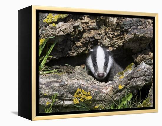 Badger Cub, Meles Meles, Captive, United Kingdom-Steve & Ann Toon-Framed Premier Image Canvas