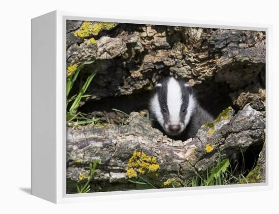 Badger Cub, Meles Meles, Captive, United Kingdom-Steve & Ann Toon-Framed Premier Image Canvas