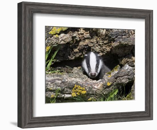 Badger Cub, Meles Meles, Captive, United Kingdom-Steve & Ann Toon-Framed Photographic Print