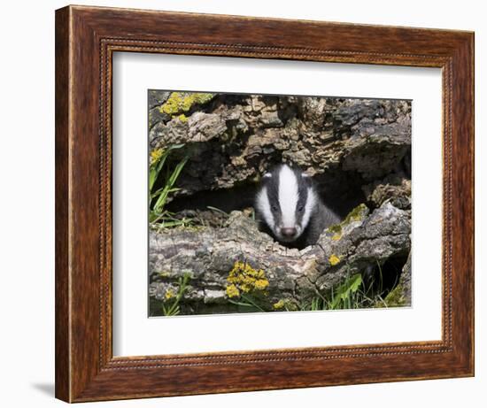 Badger Cub, Meles Meles, Captive, United Kingdom-Steve & Ann Toon-Framed Photographic Print