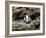 Badger Cub, Meles Meles, Captive, United Kingdom-Steve & Ann Toon-Framed Photographic Print