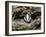 Badger Cub, Meles Meles, Captive, United Kingdom-Steve & Ann Toon-Framed Photographic Print