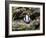 Badger Cub, Meles Meles, Captive, United Kingdom-Steve & Ann Toon-Framed Photographic Print