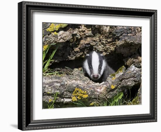 Badger Cub, Meles Meles, Captive, United Kingdom-Steve & Ann Toon-Framed Photographic Print