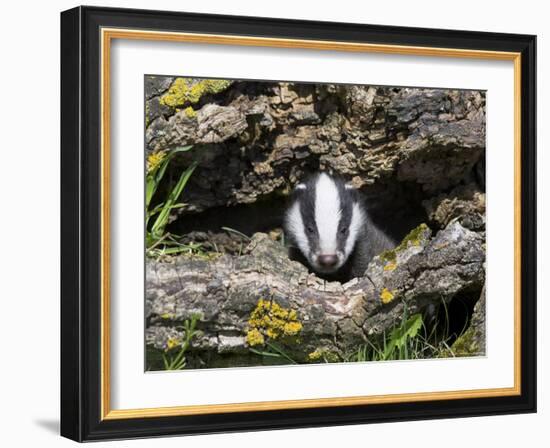 Badger Cub, Meles Meles, Captive, United Kingdom-Steve & Ann Toon-Framed Photographic Print