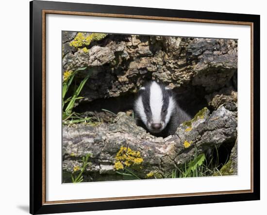 Badger Cub, Meles Meles, Captive, United Kingdom-Steve & Ann Toon-Framed Photographic Print