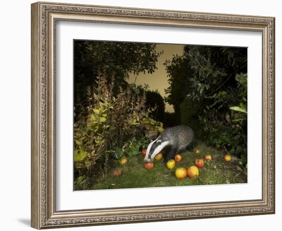 Badger eating apples in urban garden. Sheffield, UK-Paul Hobson-Framed Photographic Print