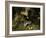 Badger eating apples in urban garden. Sheffield, UK-Paul Hobson-Framed Photographic Print