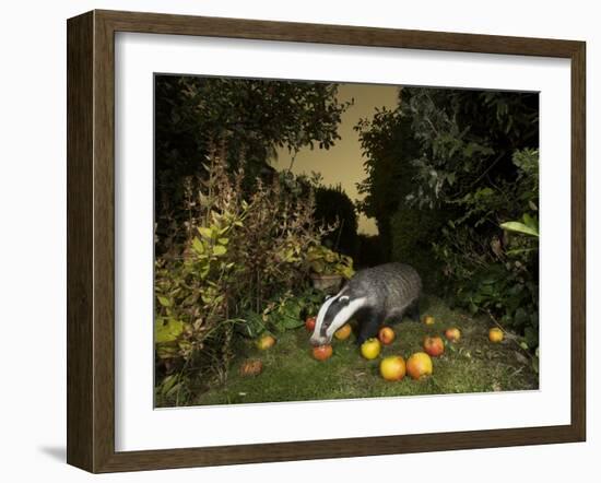 Badger eating apples in urban garden. Sheffield, UK-Paul Hobson-Framed Photographic Print