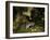 Badger eating apples in urban garden. Sheffield, UK-Paul Hobson-Framed Photographic Print