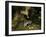 Badger eating apples in urban garden. Sheffield, UK-Paul Hobson-Framed Photographic Print