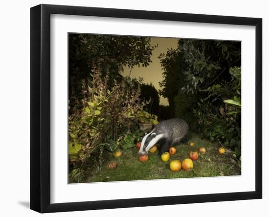 Badger eating apples in urban garden. Sheffield, UK-Paul Hobson-Framed Photographic Print