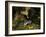 Badger eating apples in urban garden. Sheffield, UK-Paul Hobson-Framed Photographic Print