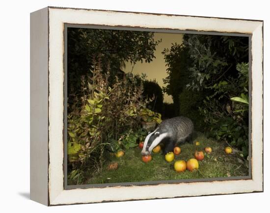 Badger eating apples in urban garden. Sheffield, UK-Paul Hobson-Framed Premier Image Canvas