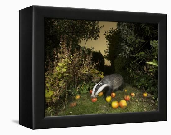 Badger eating apples in urban garden. Sheffield, UK-Paul Hobson-Framed Premier Image Canvas