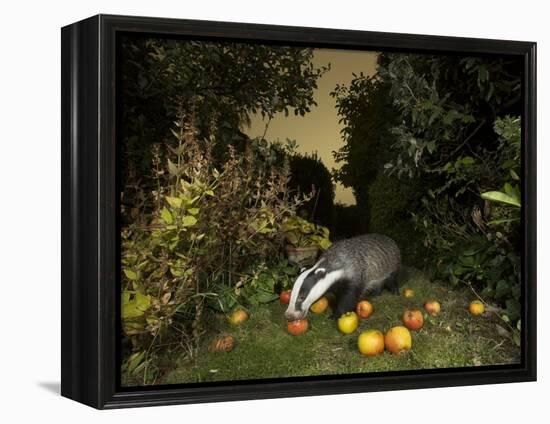 Badger eating apples in urban garden. Sheffield, UK-Paul Hobson-Framed Premier Image Canvas