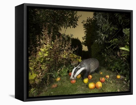 Badger eating apples in urban garden. Sheffield, UK-Paul Hobson-Framed Premier Image Canvas