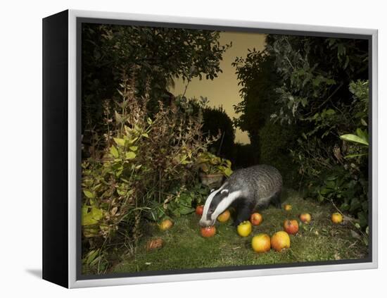 Badger eating apples in urban garden. Sheffield, UK-Paul Hobson-Framed Premier Image Canvas