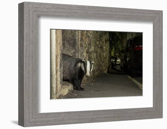 Badger emerging through wall at night, Sheffield, UK-Paul Hobson-Framed Photographic Print