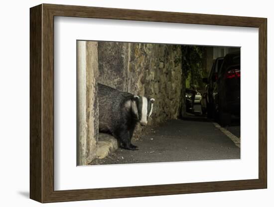 Badger emerging through wall at night, Sheffield, UK-Paul Hobson-Framed Photographic Print