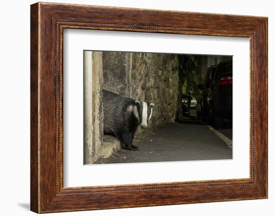 Badger emerging through wall at night, Sheffield, UK-Paul Hobson-Framed Photographic Print