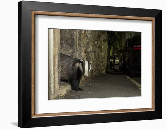 Badger emerging through wall at night, Sheffield, UK-Paul Hobson-Framed Photographic Print