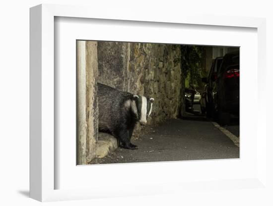 Badger emerging through wall at night, Sheffield, UK-Paul Hobson-Framed Photographic Print