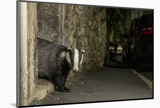 Badger emerging through wall at night, Sheffield, UK-Paul Hobson-Mounted Photographic Print