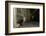 Badger emerging through wall at night, Sheffield, UK-Paul Hobson-Framed Photographic Print