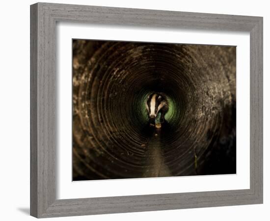 Badger, in a Concrete Tube-null-Framed Photographic Print