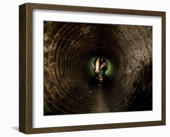 Badger, in a Concrete Tube-null-Framed Photographic Print