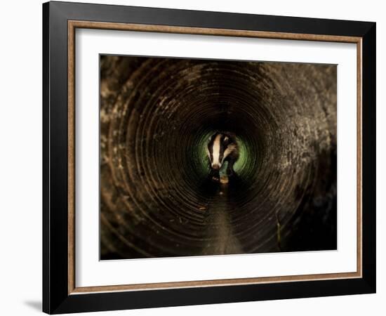 Badger, in a Concrete Tube-null-Framed Photographic Print