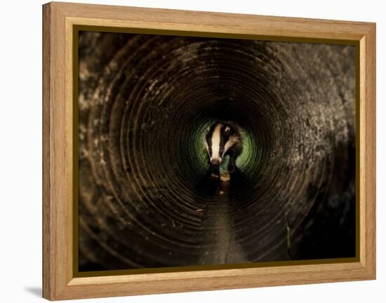 Badger, in a Concrete Tube-null-Framed Premier Image Canvas