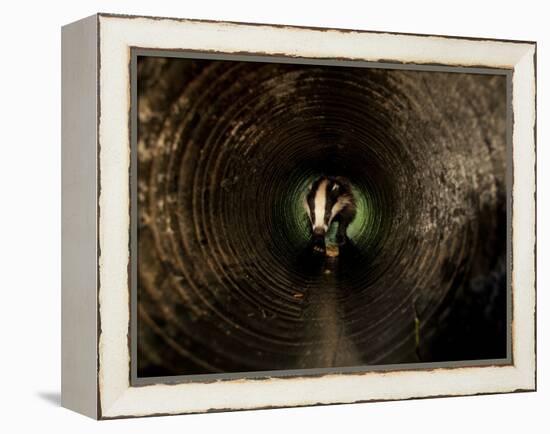 Badger, in a Concrete Tube-null-Framed Premier Image Canvas