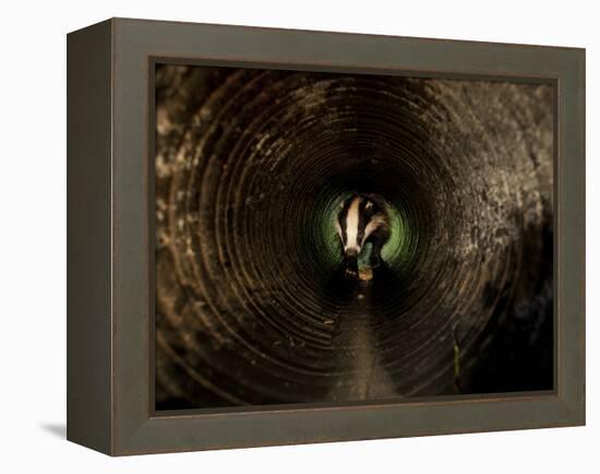 Badger, in a Concrete Tube-null-Framed Premier Image Canvas