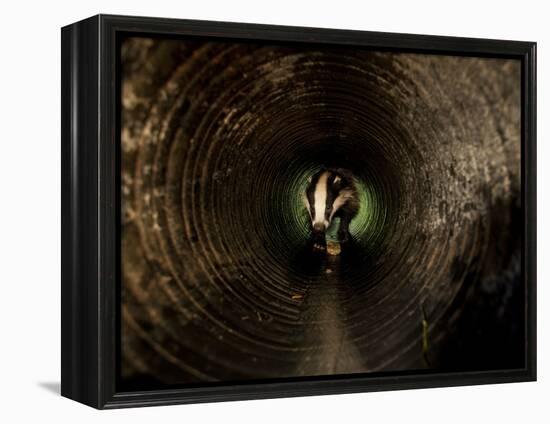 Badger, in a Concrete Tube-null-Framed Premier Image Canvas