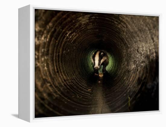 Badger, in a Concrete Tube-null-Framed Premier Image Canvas