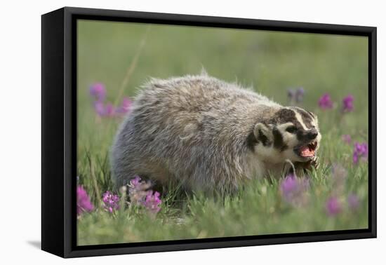 Badger in Meadow-DLILLC-Framed Premier Image Canvas