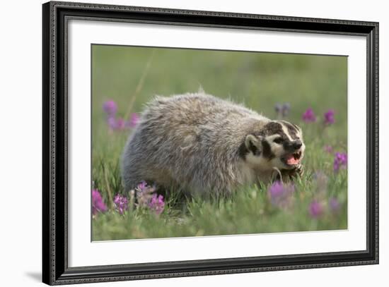 Badger in Meadow-DLILLC-Framed Photographic Print