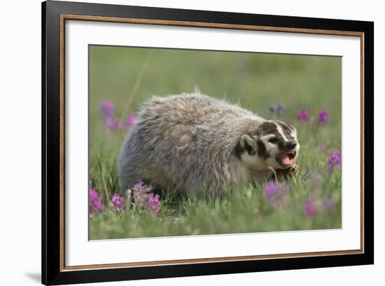 Badger in Meadow-DLILLC-Framed Photographic Print