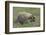 Badger in Meadow-DLILLC-Framed Photographic Print