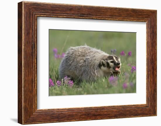 Badger in Meadow-DLILLC-Framed Photographic Print