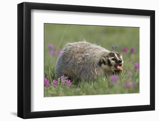 Badger in Meadow-DLILLC-Framed Photographic Print